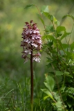 Orchis purpurea