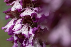 Orchis purpurea
