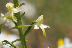 Platanthera bifolia