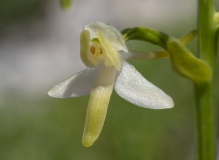 Platanthera bifolia