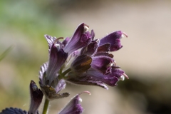 Bartsia alpina