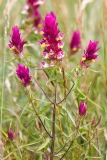 Melampyrum arvense