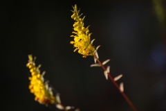 Odontites luteus