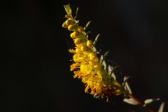 Odontites luteus