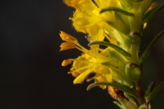 Odontites luteus
