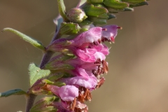 Odontites vernus serotinus