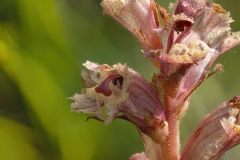 Orobanche alba