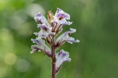 Orobanche crenata