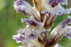 Orobanche crenata