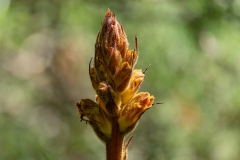 Orobanche gracilis