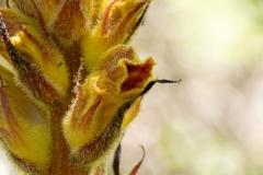 Orobanche gracilis