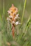 Orobanche reticulata
