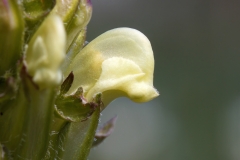 Pedicularis comosa