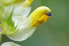 Rhinanthus serotinus