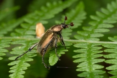 Amphicoma carcelii