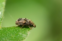 Enedreytes sepicola