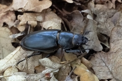Lucanus tetraodon