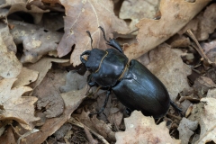Lucanus tetraodon