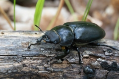 Lucanus tetraodon