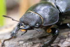 Lucanus tetraodon