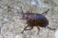 Lucanus tetraodon