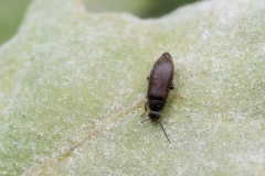 Scraptia sp