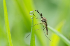 Aedes sp