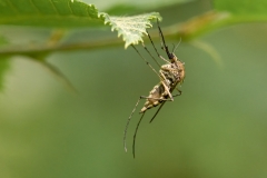 Aedes sp