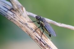 Agromyzidae