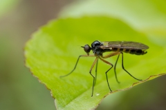 Brachystoma vesiculosum