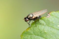 Calliopum sp