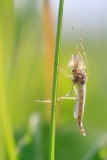 Chironomus sp