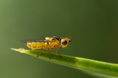 Chlorops sp