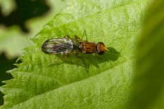 Clusiodes sp