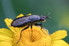 Coremacera marginata