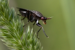 Coremacera marginata