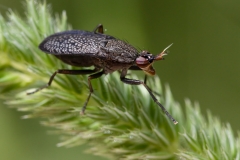 Coremacera marginata