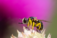 Dalmannia aculeata