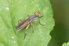 Dichetophora obliterata
