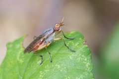 Dichetophora obliterata
