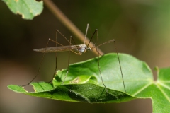 Dicranoptycha sp