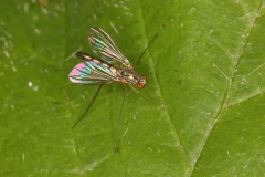 Dolichopodidae (July 2020, 1125 m asl, Abruzzo, Italy)