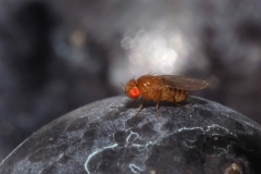 Drosophila sp.