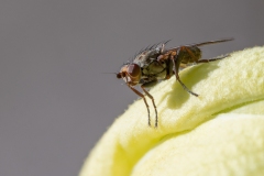 Heleomyza modesta