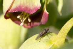 Heleomyza modesta
