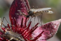 Culicidae (July 2025, 471 m asl, Norrbotten, Sweden)