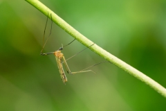 Limonia nigropunctata