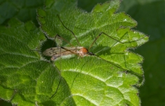 Limonia nigropunctata