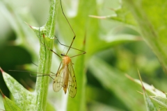 Limonia phragmitidis