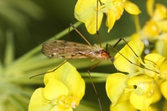 Limonia nigropunctata